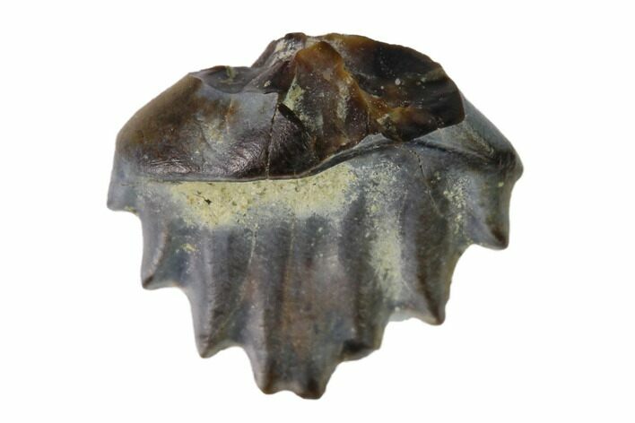 Fossil Nodosaur Tooth - Judith River Formation, Montana #144862